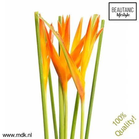 Exotické kvety teplomilné (Exotics Warm)