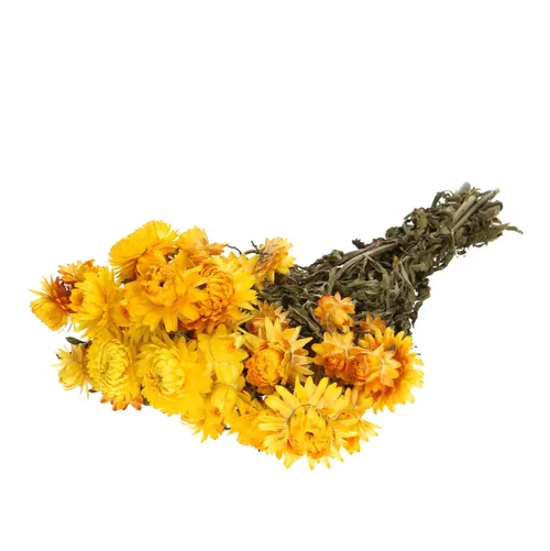 Sušený kvet Helichrysum žltá 45 cm