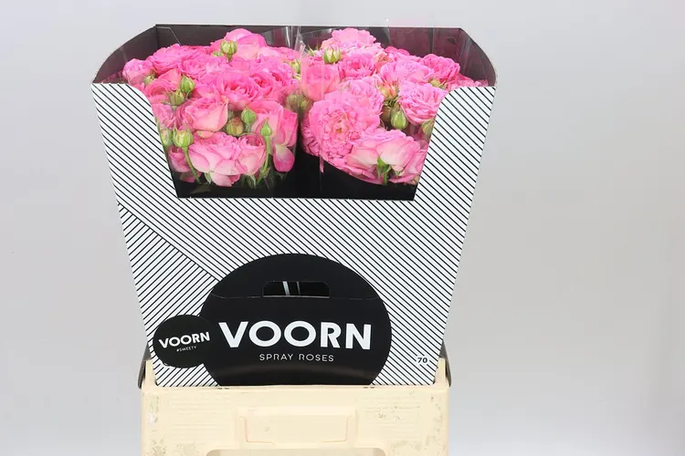 Rosa Tr Sweety 70 cm