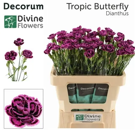 Di Mini Tropical Butterfly 60 cm