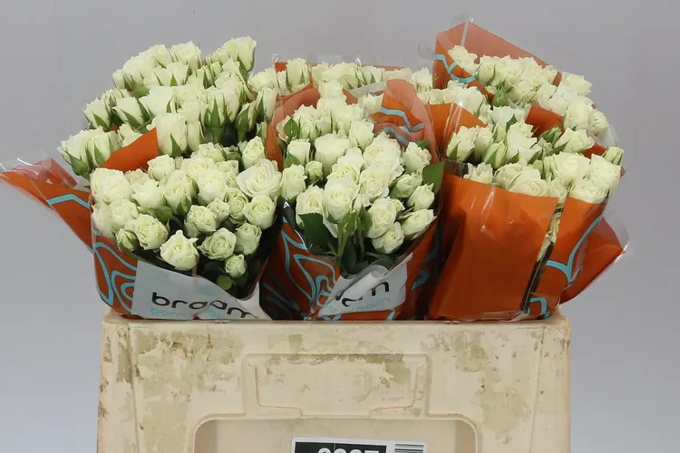 Rosa Tr Viviane 50 cm