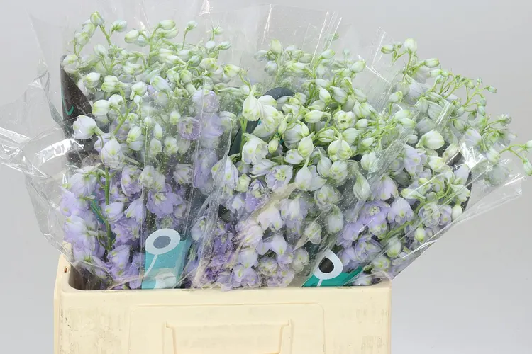 Delph El Triton Lavender 60 cm