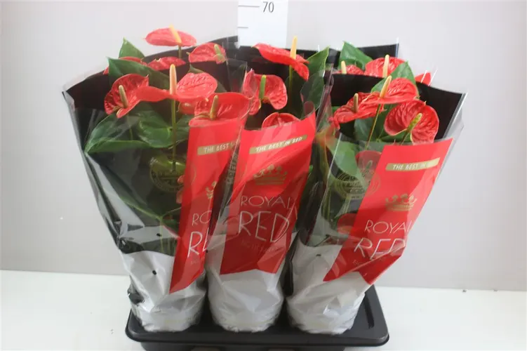 Anth An Madural črepník 17 cm