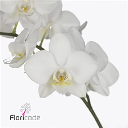 Orchidea Phalaenopsis Venice X40