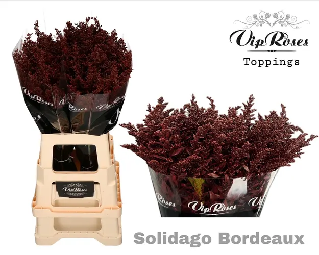 Solidago Bordeaux 70 cm