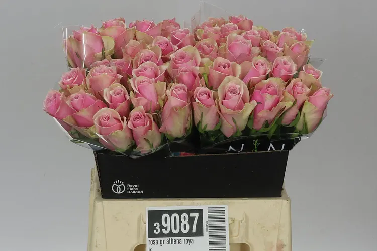 Ruža Athena Royale 40 cm