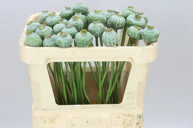 Papaver Seedheads Big 65 cm