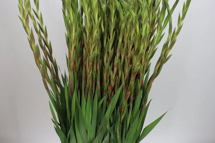 Gladiola Live Oak 120 cm