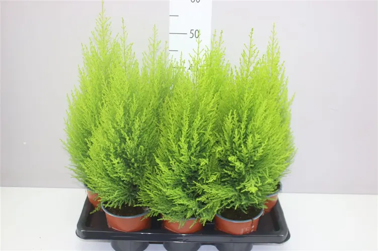 Cupressus Wilma črepník 14 cm