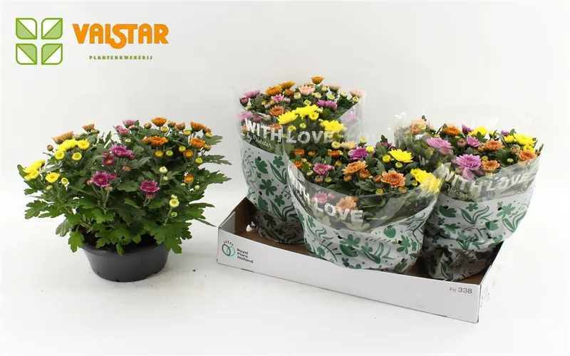 Chrysanth Elixer Schaal črepník 23 cm