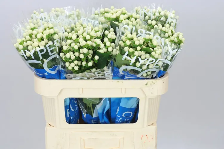Hyp Coco Uno 70 cm