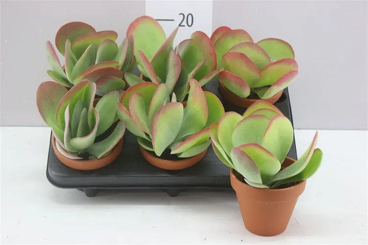 Kalanchoe Thyrsiflora v obale Terracotta črepník 11 cm