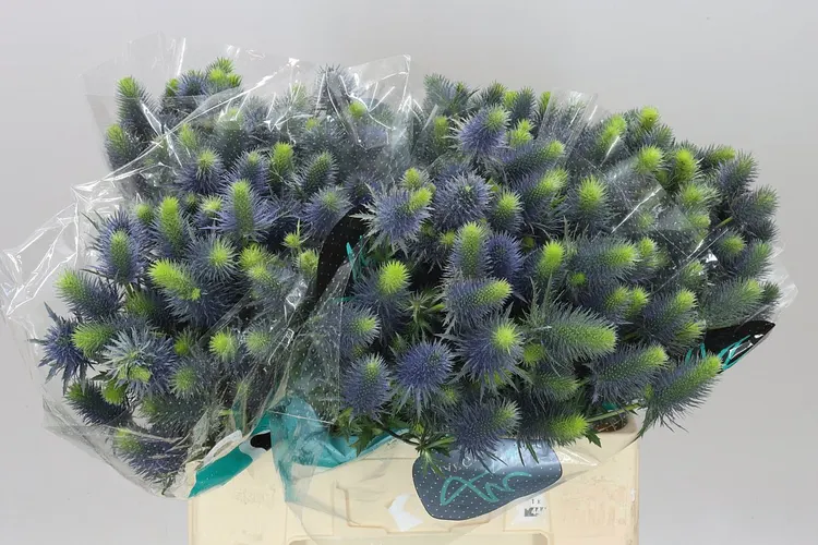 Eryngium Supernova 60 cm