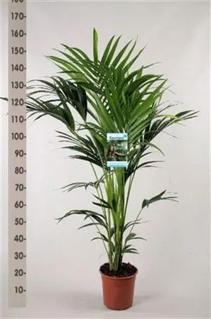 Palmy (Palm)