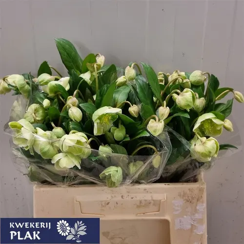 Helleborus Magnificent Bells 35 cm