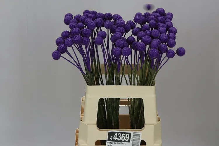Craspedia Painted Purple 60 cm