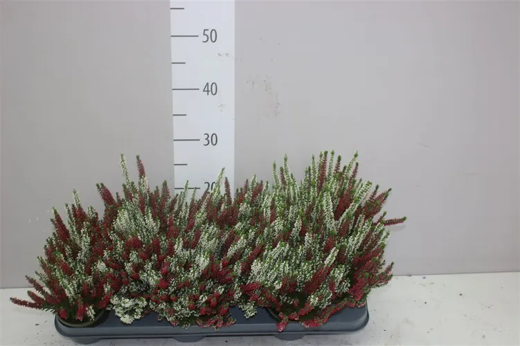Calluna Beauty Ladies Twins črepník 9,5 cm