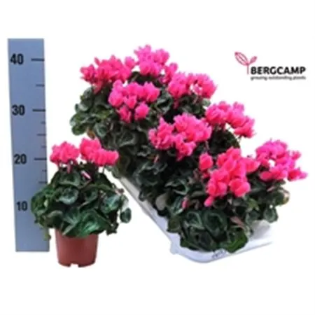 Cyclamen Kl Pink črepník 10,5 cm