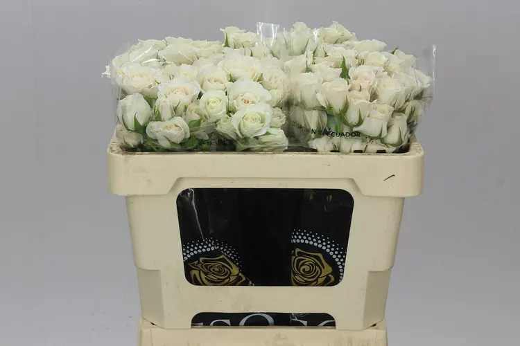 Rosa Tr Majolika White 60 cm