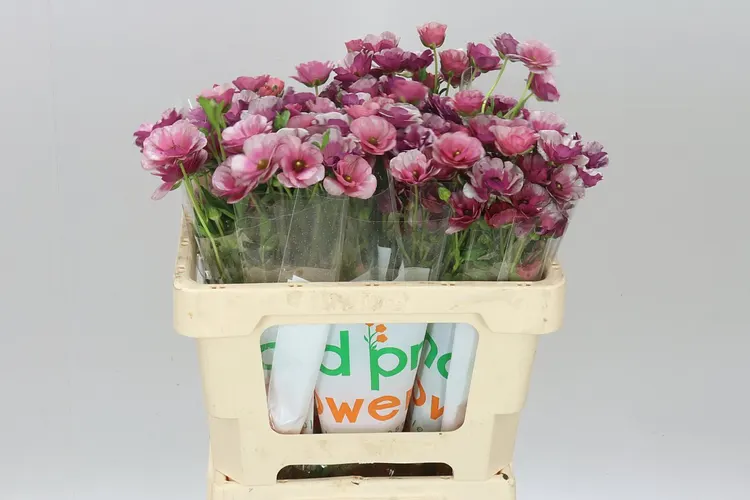 Ran Co Mag Blush 60 cm