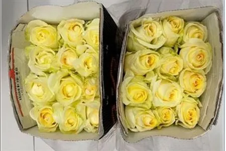 Rosa Gr Ec Creme De La Creme 50 cm