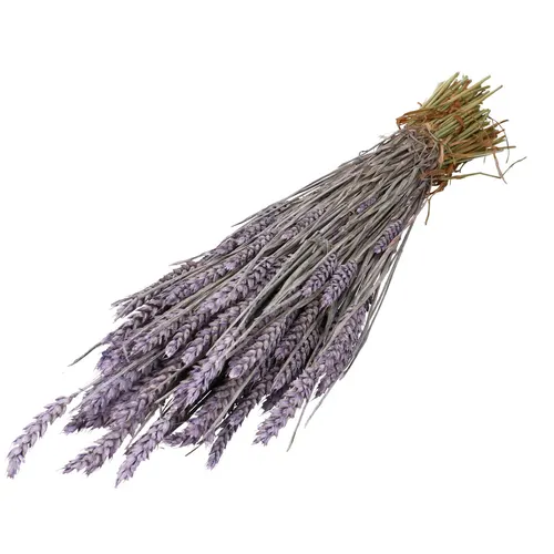Sušený kvet Wheat 60- orgovánová 70 cm