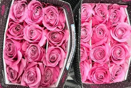 Rosa Gr Ec Pink 4 Love 50 cm