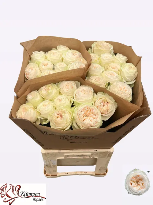 R Gr Asha Rose 70 cm