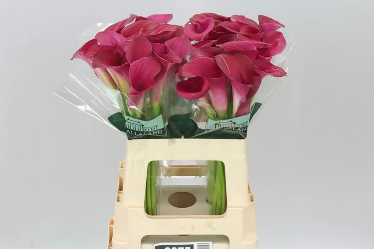 Zant Pink Jewel 60 cm
