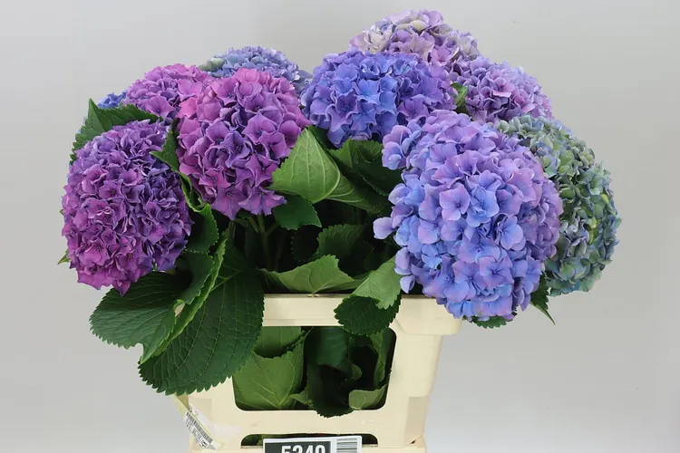 Hyd Parade Lilac 65 cm