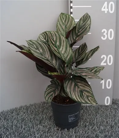 Calathea Sanderiana (ornata) črepník 12 cm
