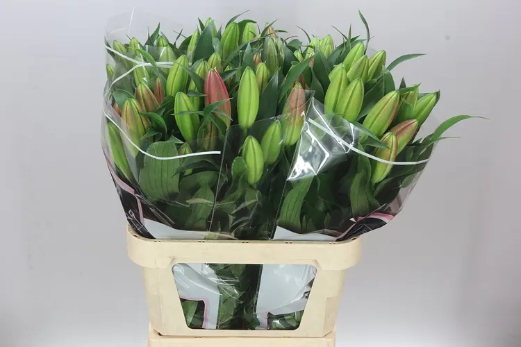 Ľalia orientálna Albareto 85 cm