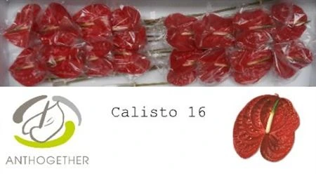 Antúrium Calisto