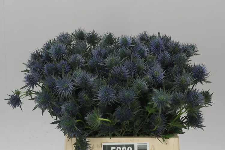 Eryngium Magnet 40 cm