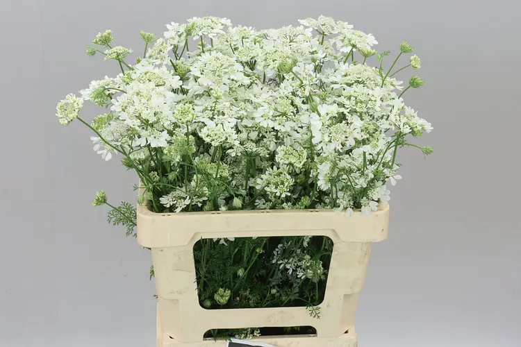 Orlaya Grandflora White 55 cm