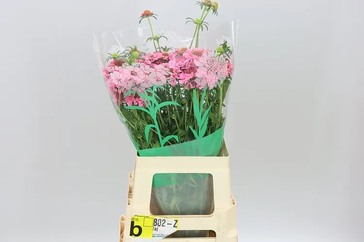 Scabiosa Atr Candy Scoop 65 cm