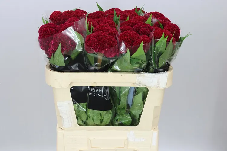 Celosia Reprise Velvet 72 cm