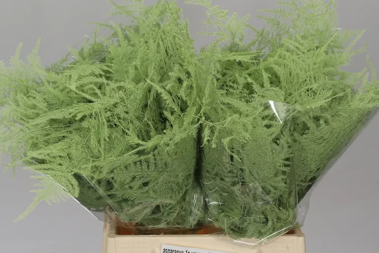Asparagus 1e Veren Mint 45 cm