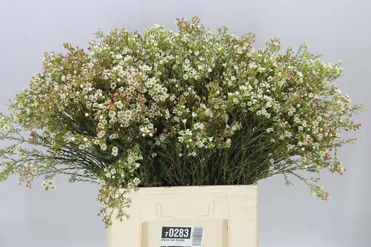 Voskovka Blondie 70 cm
