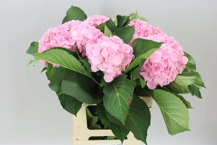 Hortenzia Verena Pink Pale 65 cm