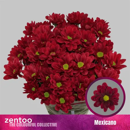 Chr T Mexicano 70 cm