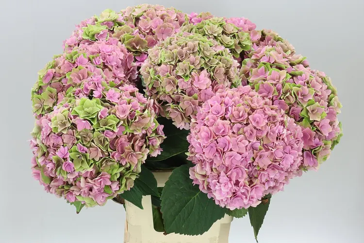 Hydrangea Kiss Classic 60 cm