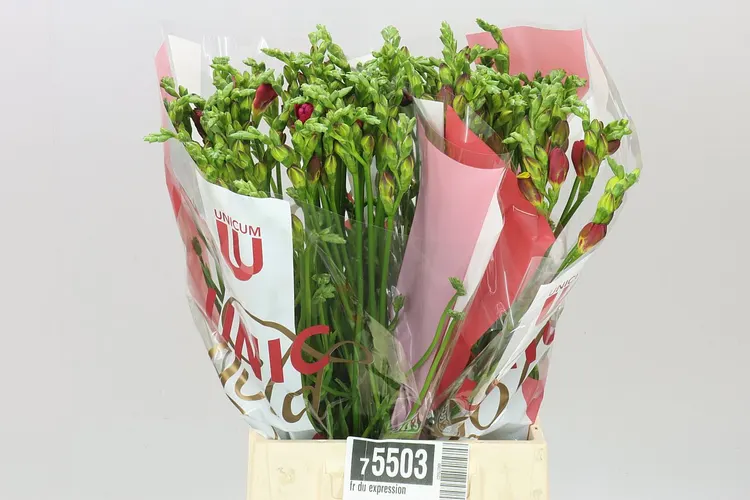 Fr Du Expression 52 cm