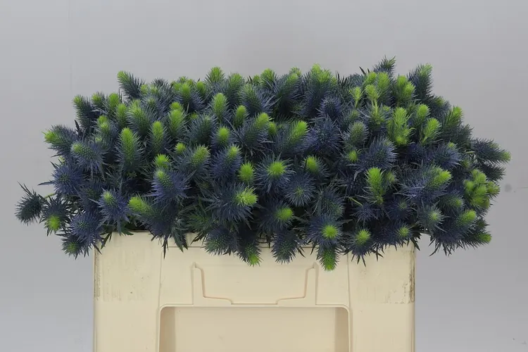 Eryngium Supernova 50 cm