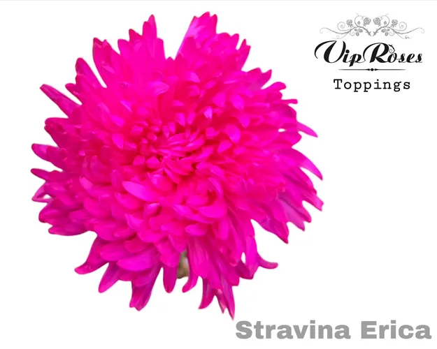 Chryzantéma veľkokvetá Stravina Erica 65 cm