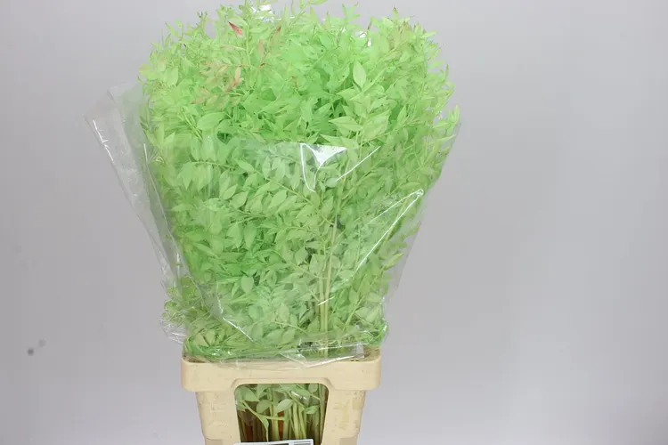 Ruscus Mint Green 65 cm