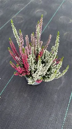 Calluna Beauty Ladies Trio Wildberry črepník 9,5 cm