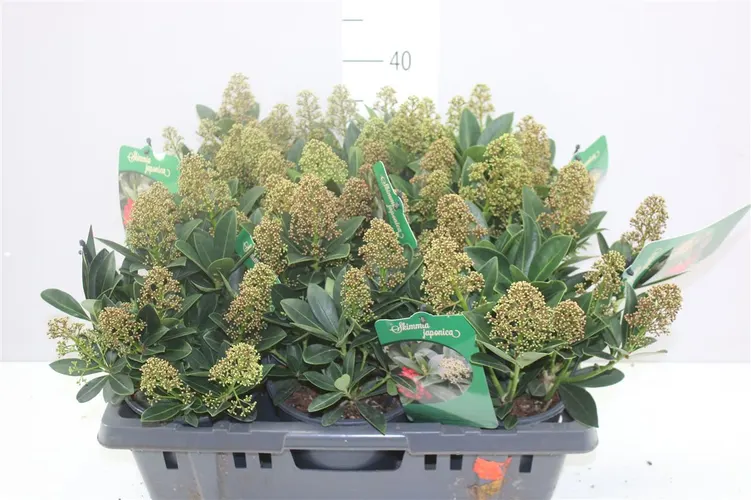 Skimmia Fascination 7+ črepník 15 cm