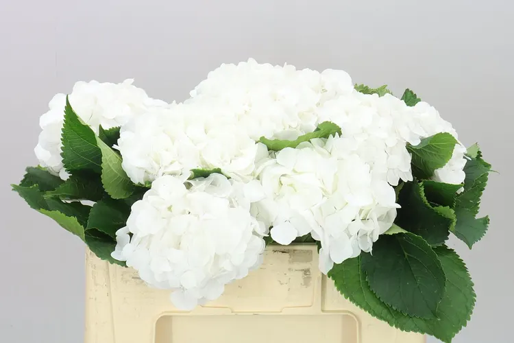 Hyd Verena White 50 cm
