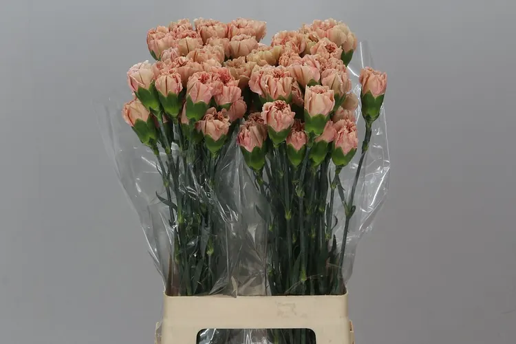 Di St Caramel 70 cm